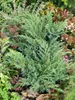 Juniperus squamata 'Blue Swede', blauer Zwergwacholder, Produktbild-Vorschau 3