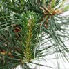 Bonsaj - Pinus thunbergii - japonská borovice černá - stáří Náhled obrázku produktu 4