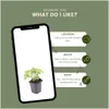 Plants by Frank | 12 Frauenmantel Pflanzen | Alchemilla Produktbild-Vorschau 5
