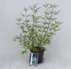 Vitex agnus-castus 'Albus' - Pepe monaco 30- 40 cm - Anteprima dell’immagine prodotto 1