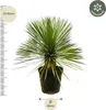 Lilia palmowa Yucca rostrata na trzonku Ø30 cm ↕70 cm – Podgląd zdjęcia produktu 3