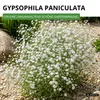 Stauden-Schleierkraut weiß Samen - Gypsophila paniculata - Produktbild-Vorschau 2