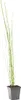 Bloomique - Equisetum Japonicum - Japanischer Schachtelhalm Produktbild-Vorschau 2
