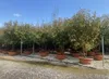 Sunny Tree - Photinia fraseri ‘Red Robin’ – mehrstämmiger Produktbild-Vorschau 3