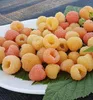 Orange Himbeerstrauch ´JANTAR´ 40-50 cm, Cont. 1 l Produktbild-Vorschau 1