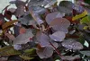 Cotinus dummeri 'Grace' - Paruka keř Grace 60- 80 cm Náhled obrázku produktu 1