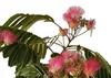 Albizia julibrissin 'Ombrella' – Seidenbaum, Schlafbaum Produktbild-Vorschau 2