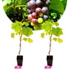 Two young grape plants in pots with a bunch of grapes in the background. Náhľad obrázku produktu