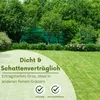 Samenshop24® Schattenrasen mit Poa supina 1kg für 50m² Produktbild-Vorschau 3