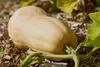 SAFLAX - BIO - Kürbis - Butternut - 6 Samen - Mit Produktbild-Vorschau 9