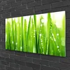 Acrylglasbilder 100x50 Wandbild Druck Gras Pflanzen Produktbild-Vorschau 2