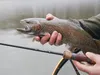 Delphin TROUTERA SoftLURE 180cm/0.5-6g/2 parties Voir les images du produit 7
