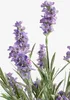 Mica Decorations Lavanda pianta artificiale in vaso Stan - Anteprima dell’immagine prodotto 4