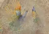 Selbstklebende Folie Fototapete - Peacocks in dance - bird Produktbild-Vorschau 5
