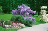 Wisteria sinensis, Chinesischer Blauregen, 40–60 cm Produktbild-Vorschau 13