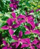 Clematis viticella 'Polish Spirit', violett, 80–100 cm Produktbild-Vorschau 5