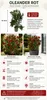 Oleander Semplice Rosa, 120–140 cm – Rosier fleuri de type Voir les images du produit 2