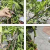 Cesoie da giardino professionali per una facile potatura e Anteprima dell’immagine prodotto 6