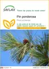 SAFLAX  - Pin ponderosa - 20 graines - Pinus Voir les images du produit 1