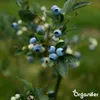 Blaubeerdünger Flüssig 3x1L – 2-1-8 NPK – Flüssigdünger Für Produktbild-Vorschau 4