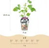 GreenboutiQ - Obstpflanzen - Jostabes - Ribes Jostabes - Produktbild-Vorschau 3