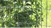 Svařované pletivo Kaiserthal PVC 120cm x 20m vel. ok Náhled obrázku produktu 1
