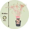 Klon japoński - Acer palmatum 'Taylor' - Wysokość 50-60cm - Podgląd zdjęcia produktu 2