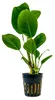 Aquarium Pflanze Anubias heterophylla Wasserpflanzen Produktbild-Vorschau 1