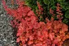 Stauden Gänge 3 x Heuchera Hybride 'Cherry Cola' im 1 Liter Produktbild-Vorschau 6