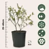 Mischung Obstbüsche - 3 Stk - Actinidia, Vaccinium - Höhe Produktbild-Vorschau 2