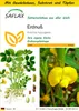 SAFLAX Anzucht Set - Erdnuß - Arachis hypogaea - 8 Samen - Produktbild-Vorschau 1
