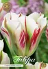 Artikelbild 2 von 'Tulpe Flaming Spring Green (5 Stück)' aus der Kategorie Tulpenzwiebeln Vista previa de la imagen del producto