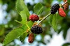 Morus rotundiloba 'Mojo Berry', morwa karłowata, doniczka 3 Podgląd zdjęcia produktu 2