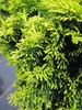 Chamaecyparis obtusa Nana Aurea - Gelbe Produktbild-Vorschau 2