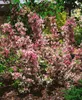 Weigela florida 'Nana Variegata', Weigelie, buntlaubig, Produktbild-Vorschau 11