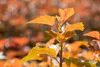 Physocarpus opulifolius 'Amber Jubilee', Blasenspiere, Produktbild-Vorschau 4