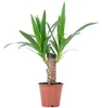 Palmlilie 1-stämmig - pflegeleichte Zimmerpflanze, Yucca Produktbild-Vorschau 1