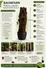 Baumfarn Dicksonia antarctica 70–80 cm | Kahler Stamm | Produktbild-Vorschau 3