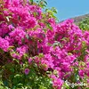 Bougainvillea Nawóz Płynny 1 L – 2-1-8 NPK – Do Kvitnúce Podgląd zdjęcia produktu 4