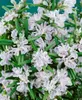A close-up view of rosemary flowers and leaves. Produktbild-Vorschau