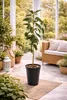 An avocado plant in a pot, placed on a mat in a sunroom or conservatory with other plants and furniture. Náhled obrázku produktu