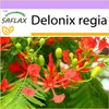 SAFLAX - plameňový strom - Delonix regia - 6 Semená Náhľad obrázku produktu 10