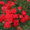 Kordes Zwergrose Zwergenfee '09® Orange-rot Produktbild-Vorschau 3