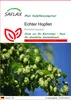 SAFLAX - Heilpflanzen - Echter Hopfen - 50 Samen - Humulus Produktbild-Vorschau 1
