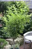 Prunus cerasifera 'Nigra', Zwergpflaume, dunkelrot, 60 cm Produktbild-Vorschau 2