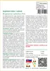 SAFLAX - Anjelská trúba / ružová - Brugmansia suaveolens Náhľad obrázku produktu 3