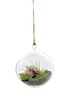 Miniaturgarten im Glas zum aufhängen 12cm "handmade" Produktbild-Vorschau 1