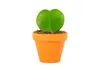 Gardners Hoya kerrii, priemer 6 cm Náhľad obrázku produktu 1