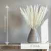 Pampasgras echt - Farbe weiß, 15 Stiele, 65-70 cm Länge, Produktbild-Vorschau 2