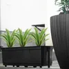 Three green plants with white stripes on their leaves are planted in a black rectangular planter. The planter is placed on a gray surface, possibly steps or a patio. To the right, a large, fluted black planter is partially visible. Anteprima dell’immagine prodotto